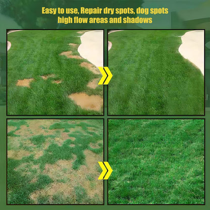 7-Day Germination Evergreen Dwarf Grass Seed