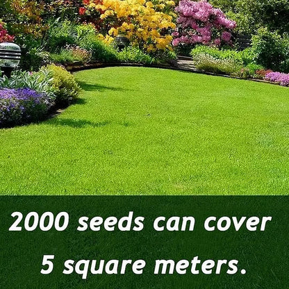 7-Day Germination Evergreen Dwarf Grass Seed